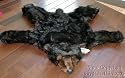 Grizzly Black Bear Throw Area Rug or Wall Hanging