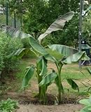 Eigenschaften tropical.garden  / Himalaya Banane - Musa sikkimensis 'Manipur' 5K