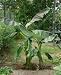 Himalaya Banane - Musa sikkimensis 'Manipur' 5K