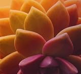 Ghost Plant Graptopetalum Mix 20 Seeds