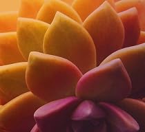 Ghost Plant Graptopetalum Mix 20 Seeds