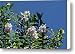 Pale Pink Crape Myrtle Blossoms Canvas Print / Canvas Art - Artist Linda Phelps