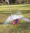 Pet Umbrella (Dog Umbrella) Keeps your Pet Dry and Comfotable in Rain, Pet Umbrella (Dog Umbrella) Keeps your Pet Dry and Comfotable in Rain,