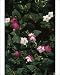 Photographic Prints of APP-252 Mirabilis jalapa from Ardea Wildlife Pets