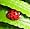1500 Live LadyBugs