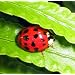 1500 Live LadyBugs - GOOD BUGS!