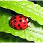 1500 Live LadyBugs