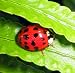 1500 Live LadyBugs - GOOD BUGS!