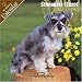 Schnauzer (Euro) 2008 Wall Calendar