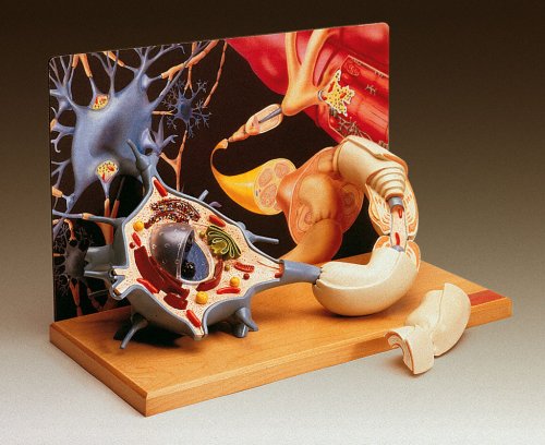 Motor Neuron Diorama Model 2500x Life Size