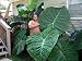 Humongous Thailand Giant Elephant Ear Plant - Colocasia
