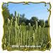 1 Oz Thimbleweed (Anemone cylindrica) Bulk Wildflower Seeds