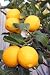 Yellow Meyer Lemons on Tree - 24