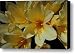 Clivia - Yellow Form Canvas Print / Canvas Art - Artist Doug Heavlow