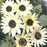 Italian White Sunflower 35 Seeds - UNUSUAL
