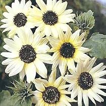 Italian White Sunflower 35 Seeds - UNUSUAL