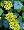 German Ivy Plant