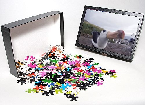photo jigsaw puzzle of black browed albatross thalassarche melanophrys steeple j  more detail click!