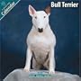 Bull Terrier 2010 Wall Calendar #10023-10
