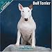 Bull Terrier 2010 Wall Calendar #10023-10