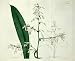 1823 Hand Painted Antique Print of the Broad-Leaved Arthropodium - $159