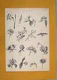 Botany Inflorescence Flora Fauna Fine Art Antique 1860