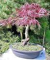 Inaba Shidare Japanese Maple 6 Seeds - Acer - Bonsai