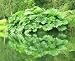 Dinosaur Gunnera 20 Seeds - Worlds Largest Perennial