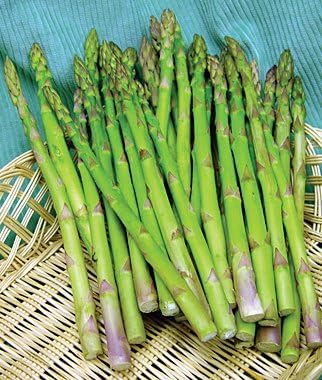100+Mary Asparagus Seeds Packed for 2015