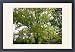 Framed Prints of Black Walnut Tree from Ardea Wildlife Pets