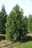 Eigenschaften tropical.garden  / Japanische Sicheltanne - Cryptomeria japonica 30K