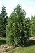 Japanische Sicheltanne - Cryptomeria japonica 30K
