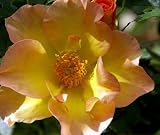 Morden Sunrise Rose Bush - SUPER HARDY, EVEN IN CANADA!