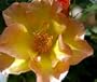 Morden Sunrise Rose Bush - SUPER HARDY, EVEN IN CANADA!