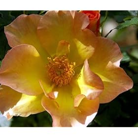 Morden Sunrise Rose Bush