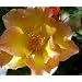 Morden Sunrise Rose Bush