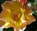 Morden Sunrise Rose Bush - SUPER HARDY, EVEN IN CANADA!