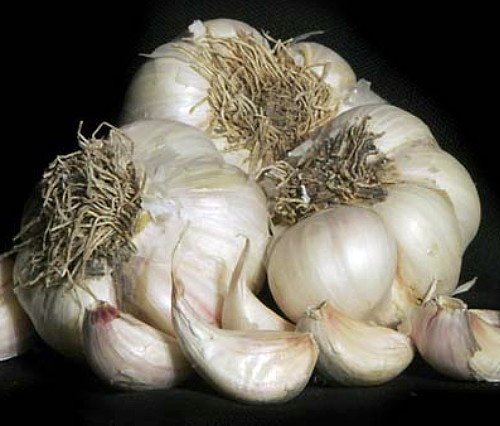 3+ Ounces Silver Rose Garlic Bulbs 3+ Ounces Silver Rose Garlic Bulbs