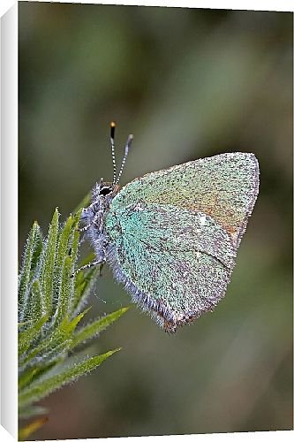 Canvas Prints of Butterfly from Country Life 