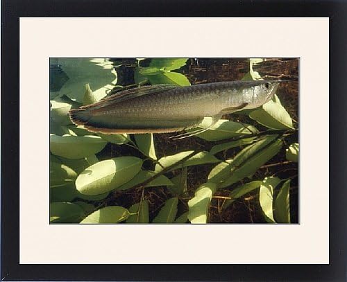 Framed Print of AF-237 Silver ARAWANA / Arowana / Aruana FISH