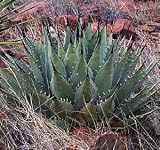 10 AGAVE PARRYI SUB SP. NEOMEXICANA MESCAL LIQUOR PLANT SEEDS ! - B001UFHUQG