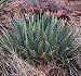 10 AGAVE PARRYI SUB SP. NEOMEXICANA MESCAL LIQUOR PLANT SEEDS!
