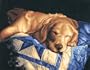 Dimensions PaintWorks/Paint By Number Afternoon Nap