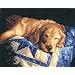 Dimensions PaintWorks/Paint By Number Afternoon Nap