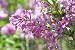 Beautiful Purple Lilac Blossoms - 36
