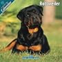 Rottweiler 2010 Wall Calendar #10064-10