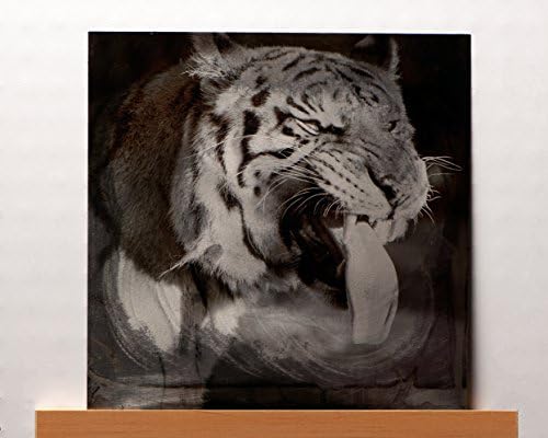 Metal Art: Silly Face Tiger - Tiger Photo Transfer Metal Artwork on Aged Aluminum 12x12 (Art for the Big Cats series - artwork for charity)