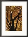 Autumn Color Blazes in a Maple Tree Collections Framed Photographic Poster Print by Roy Gumpel, 17x21