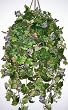 Large Grape Leaf Ivy Hanging Basket
