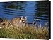 Raccoon Mamma and her Baby Canvas Print / Canvas Art - Artist Susanne Van Hulst